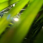 لامپ رشد گیاه لایت میژن مدل پایپ لایت سری تک شاخه نچرال