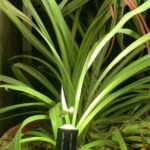 لامپ رشد گیاه لایت میژن مدل پایپ لایت سری تک شاخه نچرال