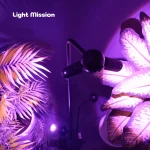 نمای بالا از لامپ رشد گیاه فول اسپکتروم لایت میژن با طیف نور بنفش فول اسپکتروم در حال تاباندن نور به دو گلدان در سمت چپ و در سمت راست