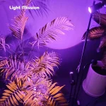 نمای نزدیک از لامپ رشد گیاه لایت میژن مدل سان رایز قرار گرفته بر پایه مجیک هولدر در حال تاباندن نور فول اسپکتروم با طیف نور بنفش به گل شامادور